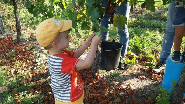 VENDEMMIA BIMBI E LA PIGIATURA DELL&#039;UVA